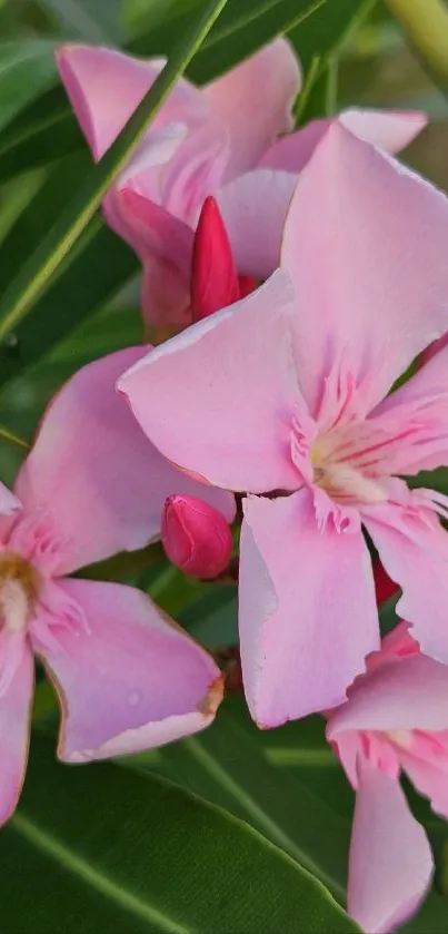 Mobile wallpaper with pink flowers and green leaves