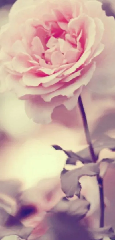 Elegant pink flower amidst soft hues.