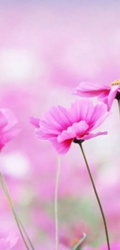 Pink flowers wallpaper with serene blossoms.