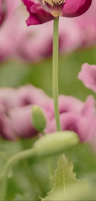 Close-up of elegant pink flowers swaying gently against a soft, green backdrop.