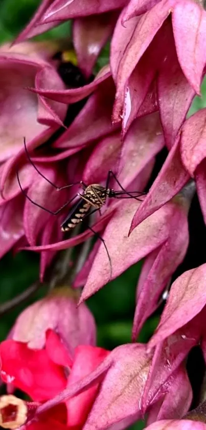 Close-up of pink flowers with an insect resting on petals.