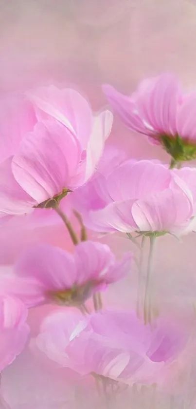 Elegant pink flowers with delicate petals.