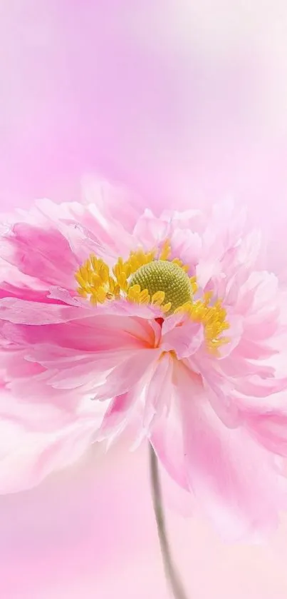 Elegant pink flower on soft pastel background.