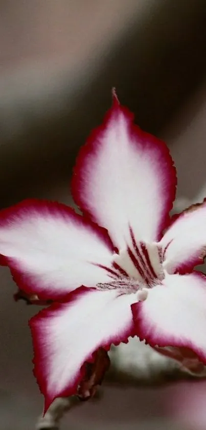 Elegant pink flower wallpaper with white petals and a dark background.