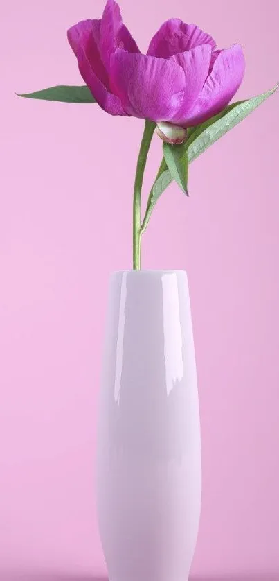 Vibrant pink flower in a chic white vase, set against a soft pink background.