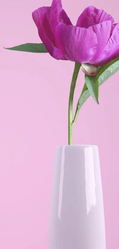 Pink flower in a vase against a solid pink background.