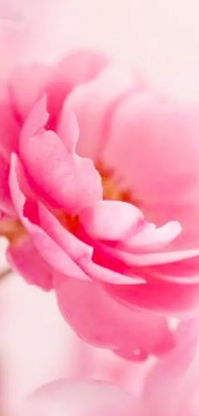 Elegant pink flower wallpaper with soft petals.