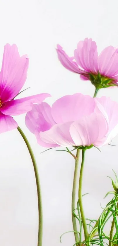 Elegant pink cosmos flowers with white background.