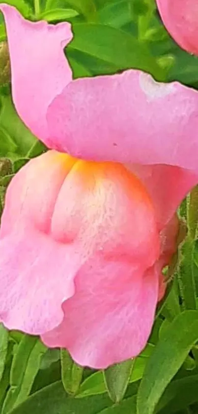 Close-up of a vibrant pink flower with green leaves.