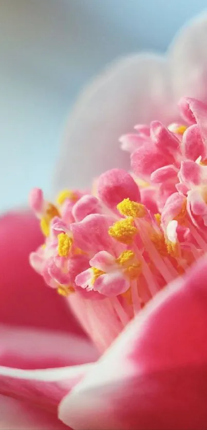 Close-up of a blooming pink flower with soft petals and a serene background.