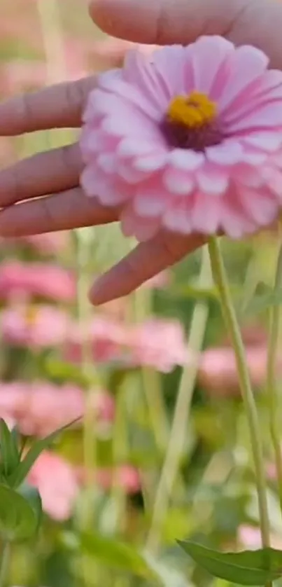 Hand gently touches a blooming pink flower in nature.