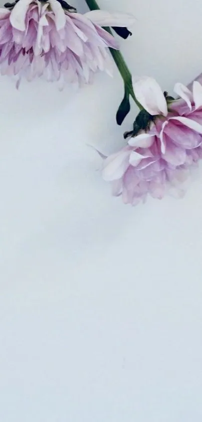 Minimalistic wallpaper with pink flowers on a soft background.