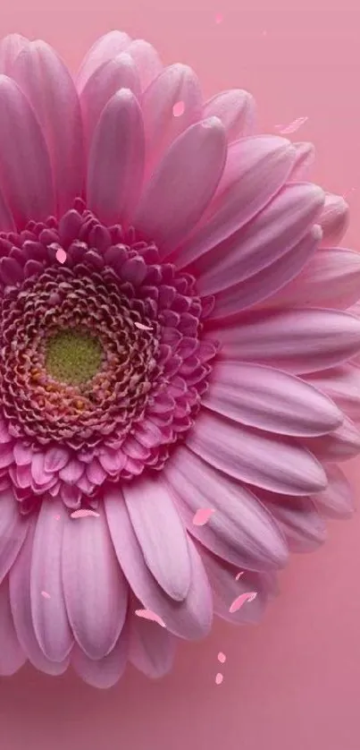 Beautiful pink Gerbera daisy wallpaper background.