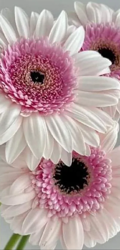 Close-up image of pink Gerbera daisies with delicate petals and natural elegance.