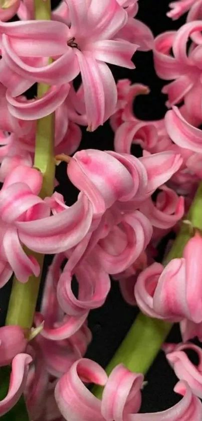 Pink hyacinth flowers on a black background.