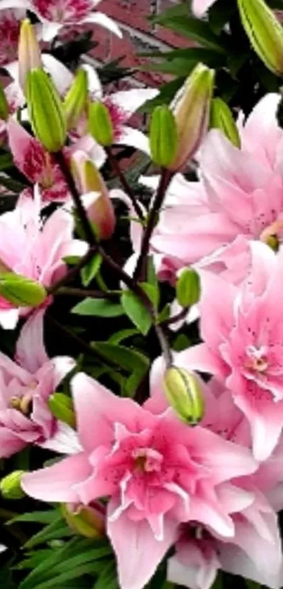 Beautiful pink lilies blooming in a garden setting.