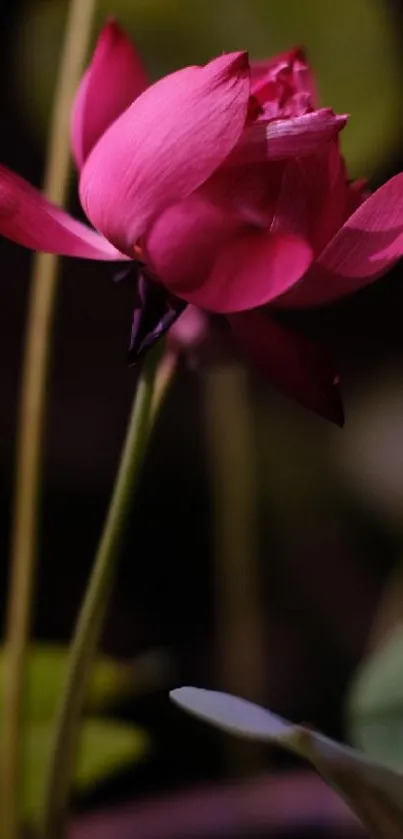 Pink lotus flower on a green stem in focus.