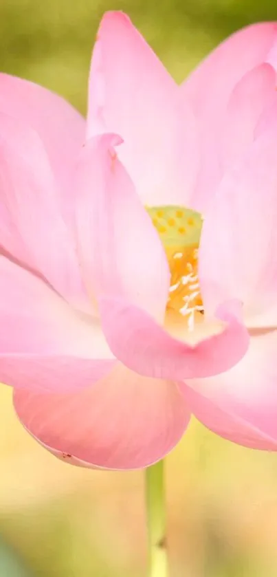 Elegant pink lotus flower in bloom with soft lighting.