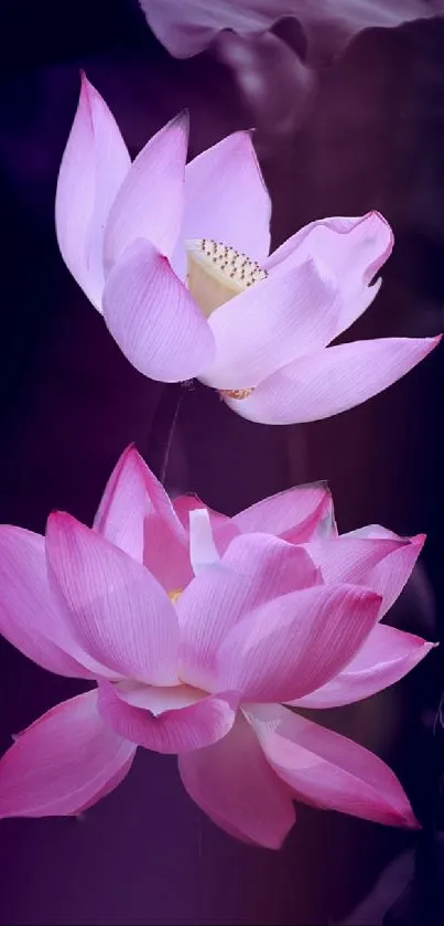 Elegant pink lotus flowers with soft petals