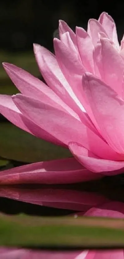 Elegant pink lotus blossom reflecting on calm water.