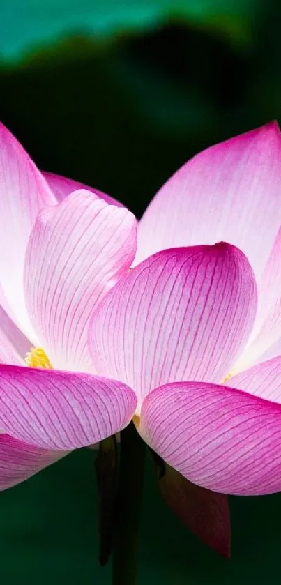 Elegant pink lotus blossom with vibrant petals.