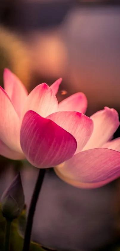 Beautiful pink lotus flower with soft lighting in a serene setting.