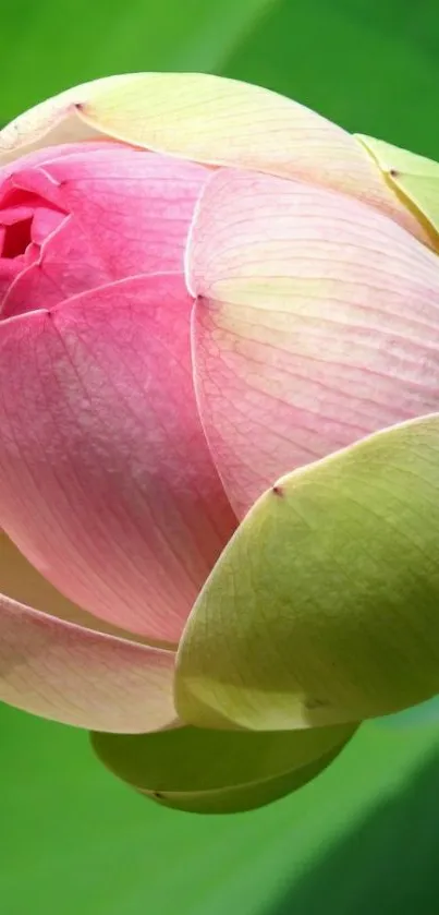 Pink lotus flower with green leaves.