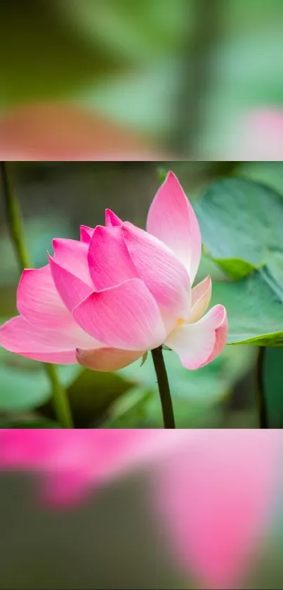 Pink lotus blossom with green leaves.