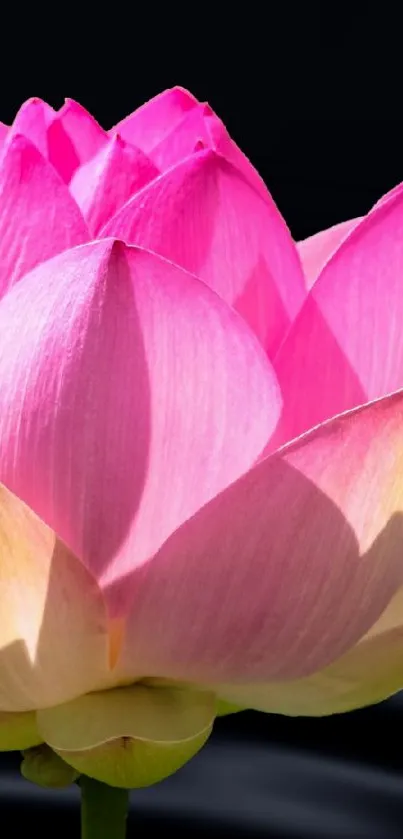 Beautiful pink lotus flower on a dark background.