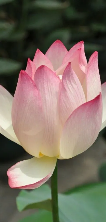 Elegant pink lotus flower with soft petals and green leaves.