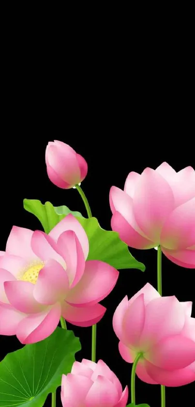 Pink lotus flowers on black background with green leaves.