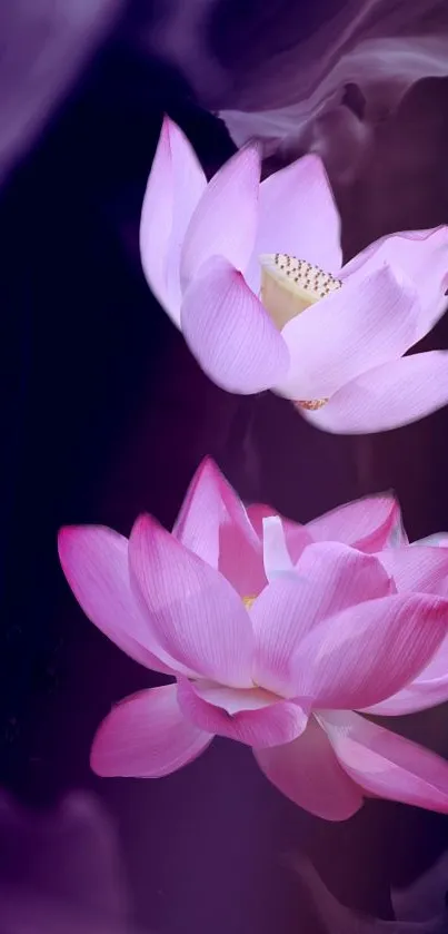 Pink lotus flowers against a dark backdrop.