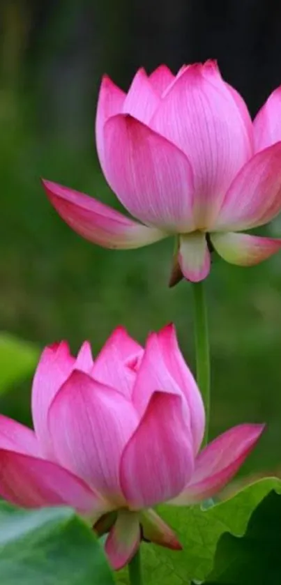 Elegant pink lotus with lush green background wallpaper.