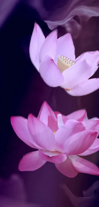 Elegant pink lotus flowers on a dark background.