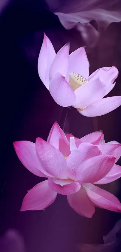 Pink lotus flowers on a dark background, creating a serene and elegant mobile wallpaper.