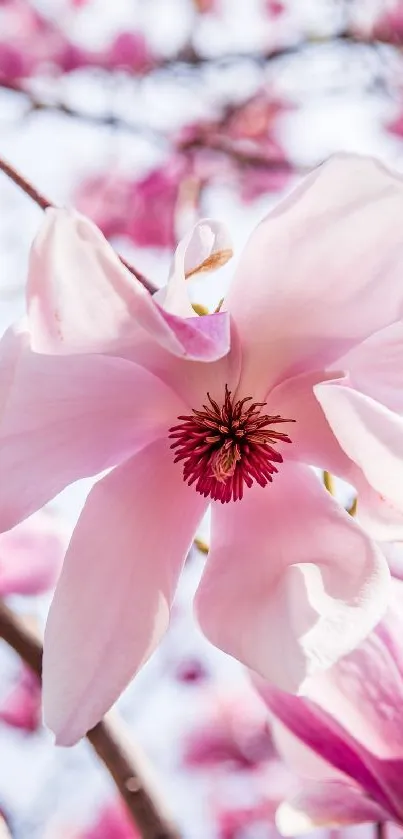 Pink magnolia flower blooming against a soft sky.