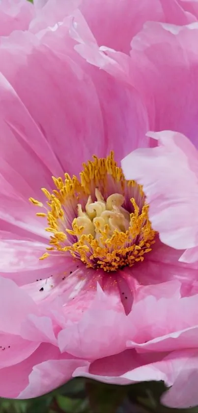 Close-up of a pink peony with yellow center.