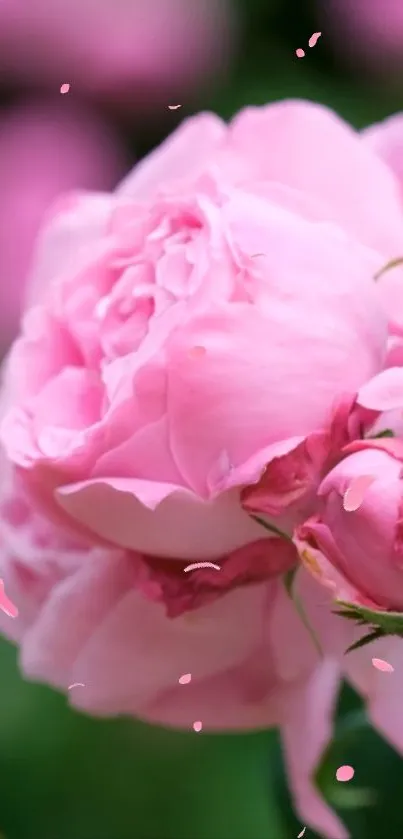 Close-up of a pink peony blossom with delicate petals.