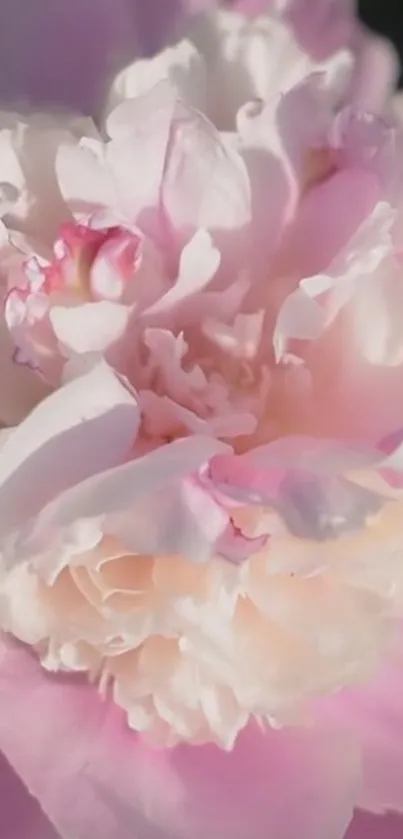 Close-up of a blooming pink peony with soft, delicate petals.