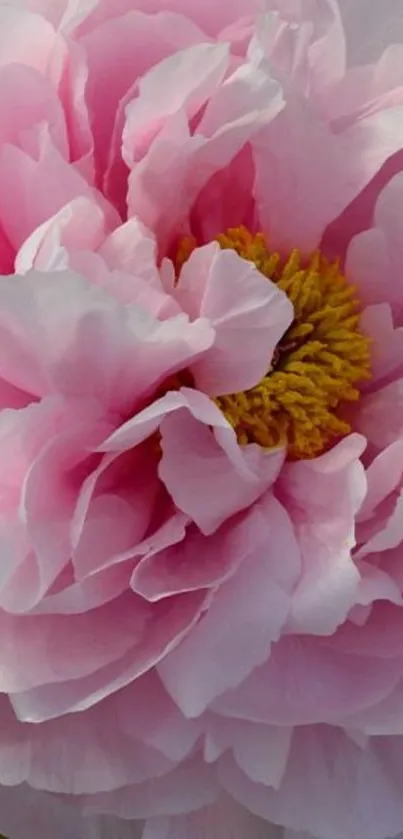 Close-up of a pink peony flower with delicate petals and a yellow center.