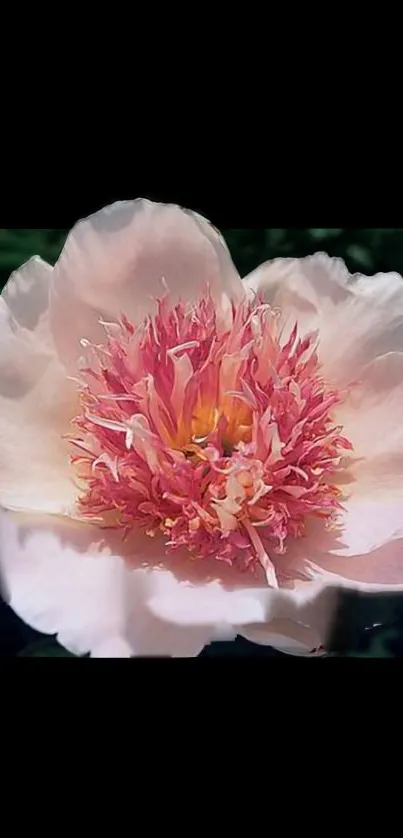 Close-up of a pink peony flower on black background.