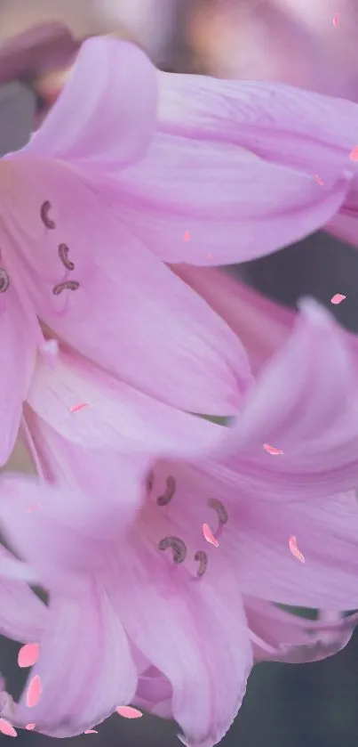 Elegant pink petals close-up, creating a serene and beautiful mobile wallpaper.