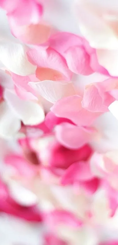 Soft pink and white rose petal mobile wallpaper.