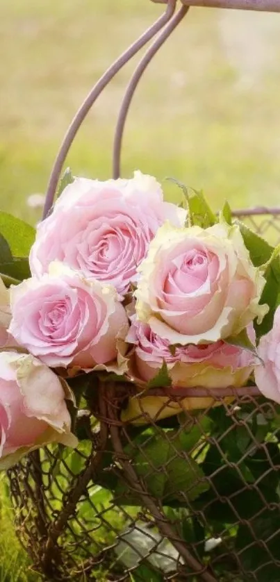 Basket of pink roses on lush green grass.