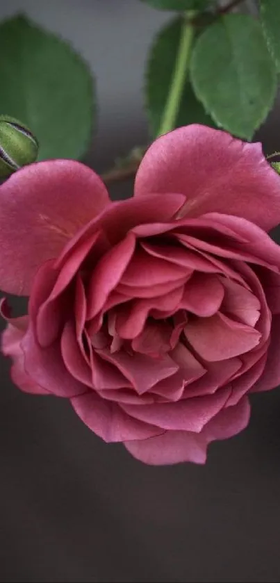 Stunning dusky pink rose bloom with fresh green leaves.