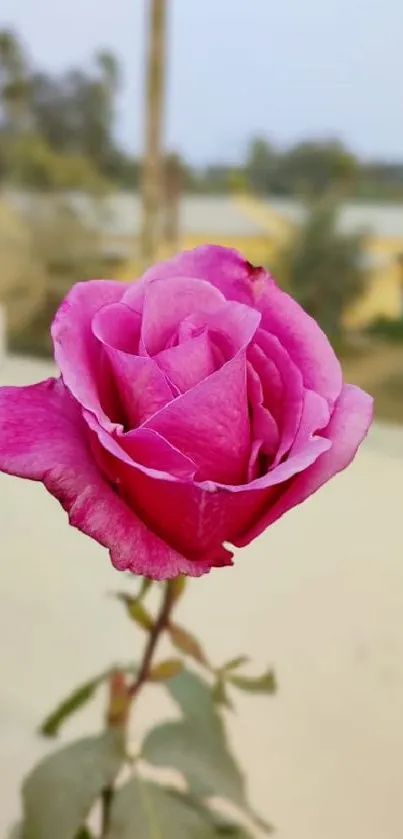 Vibrant pink rose in full bloom against a soft background.