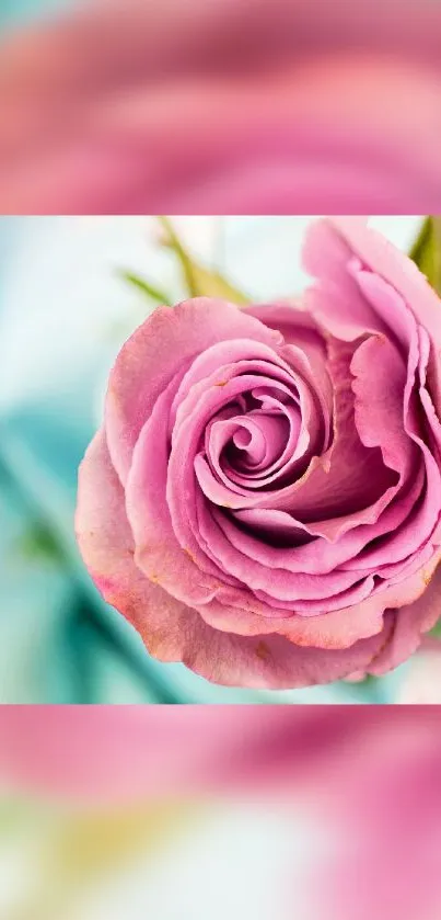 Close-up of a vibrant pink rose against a soft background.