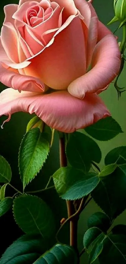 Vibrant pink rose with green leaves.