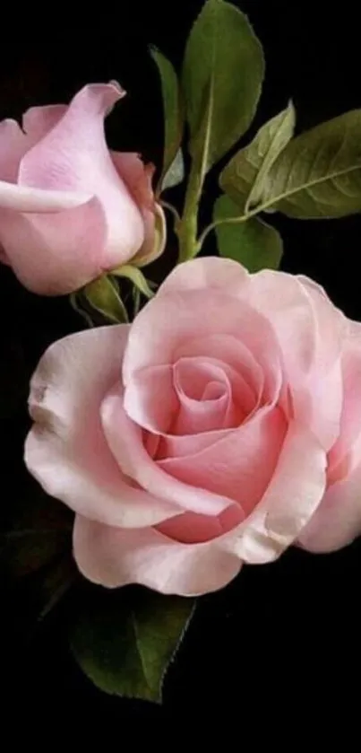 Elegant pink rose with leaves on black background.