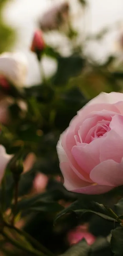 Elegant pink rose in soft sunlight.